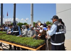 Kocasinan Belediyesi, Organik Domates Fidesi Dağıttı