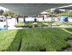 Fidecilere Yeni Fide Pazarı