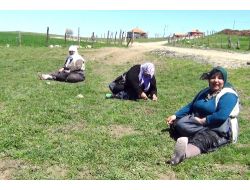 Yozgatlı Kadınlar Kış Yiyeceği Olarak Madımak Topluyor