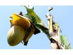 Giresun'da Süs Amaçlı Dikilen Muz Ağaçları Meyve Verdi