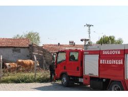 Gübreliğe Saplanan Danayı İtfaiye Güçlükle Kurtardı