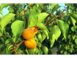 Mut'ta Erkenci Kayısı Hasadı Başladı