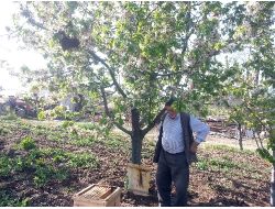 84 Yaşında Arıcı Hiç Hasta Olmuyor.