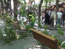 Yolda Yürürken Üzerine Ağaç Dalı Düştü