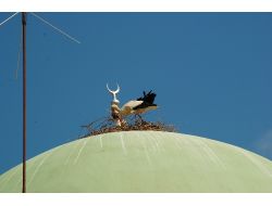 Taşağıl'da Göçmen Kuşların Yuvaları Korumaya Alındı