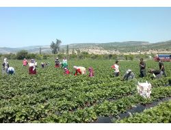 Yağmur Nedeniyle Düşen Çilek Kalitesi, Normale Döndü