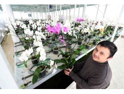 Mamak Çöplüğü Orkidelerle Süslendi