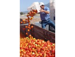 Yasak İlaç Kullandığı Tespit Edilen Seradaki Domatesler İmha Edildi