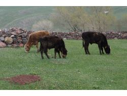Erzurum'da Şapa Bağlı Hayvan Ölümleri Başladı
