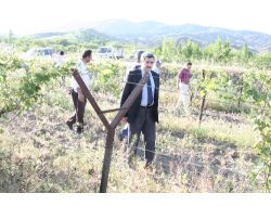 Elazığ'da Salkım Güvesine Karşı Çiftleşme Saptırıcı Feromon Uygulaması