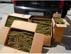 Tarsus’ta 35 Kilo Esrar Ele Geçirildi