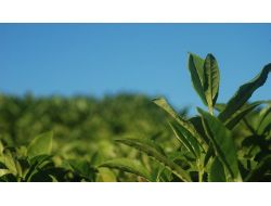 Yaş Çay Kilo Fiyatı 1 Lira 35 Kuruş