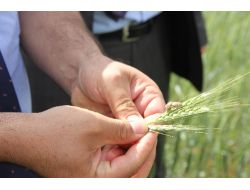 Ankara’da Süneyle Mücadele Çalışmaları Başladı