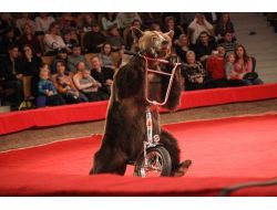 Rusya’da Ayı Timofey’in Bisikletini Çaldılar