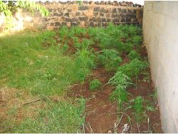 Evin Bahçesine Hint Keneviri Eken Şahıslar Yakalandı