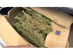 Şanlıurfa'da 22 Kilogram Esrar Ele Geçirildi