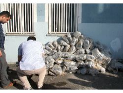 Afyon'da 165 Kilogram Esrar Maddesi Ele Geçirildi