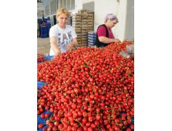 Tarlada 13 Lira Olan Kiraz Vatandaşın Cebini Yakacak