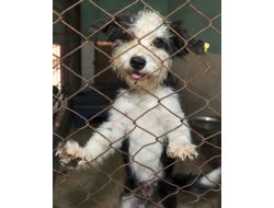 Petshop Sahiplerine Hayvan Davranışları Ve Bakımı Eğitimi Verilecek