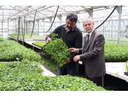 Bahçe Kültürleri, Ürettiği 500 Bin Fideyi Bölgeye Satıyor