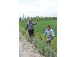 Patatese Alternatif Olarak Ekilen Buğday, Elektrik Problemi Yüzünden Kuruyor