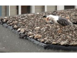 Yavrusunu Sele Kaptıran Martının Çırpınması Yürek Dağladı