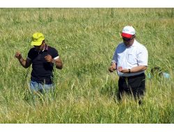 Ereğli’de Kımıl Ve Süne Çalışması Başladı