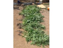 Tarsus'ta 710 Kök Kenevir Ele Geçirildi