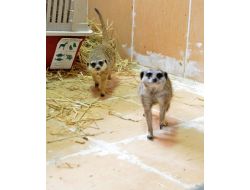 İSRAİL’DE DOĞDULAR, İZMİRLİ OLDULAR!