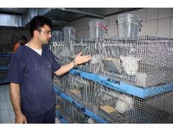 Atadem, Bakanlıktan Çalışma İzni Aldı