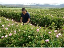 Isparta'da Güller Erken Açtı, Rekolte Artışı Bekleniyor