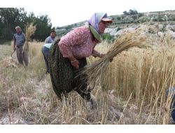 Silifkeli Çiftçiler, Sarp Arazideki Ekinlerini Orakla Biçiyor