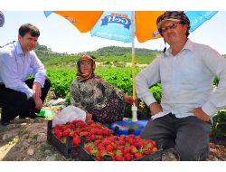 Damlama Sulama Sistemi Çileğin Verim Ve Kalitesini Arttırdı