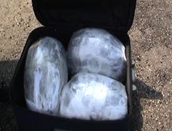 Narkotik Köpeği Tora Yine Yakaladı