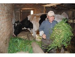 Süt Sığırcılığı Maliyetlerinin Artması Hayvancılığı Zor Durumda Bırakıyor