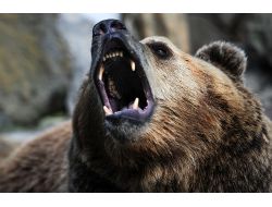 Rusya’da Ayılar Kış Uykusundan Uyandı, Nüfusları Artıyor