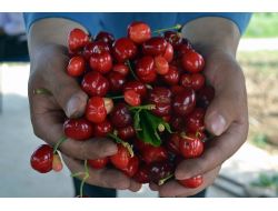 Turfanda Kiraz, Kahramanmaraşlı Üreticilerin Yüzünü Güldürecek