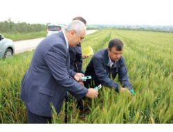 Eskikaraağaç Köyünde Süne Yumurta Parazitoidi Salımı Yapıldı