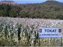 Erbaa'da Uyuşturucu Tacirlerine Darbe