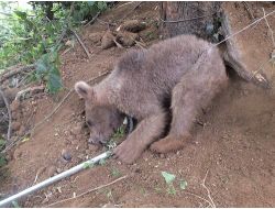 Domuz Kapanına Yakalanan Yavru Ayı Kurtarıldı