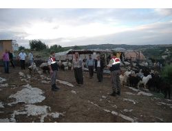 Tarsus'ta Hayvan Hırsızlığı Operasyonu