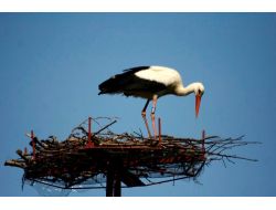 Halkalanan 483 Leylek Yavrusundan Bilgi Geldi