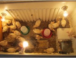 Hindi Palazı Satarak Okula Kazanç Sağlıyorlar