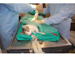 Hayvanlara Organ Nakli Yapılabilecek Merkez Kuruluyor