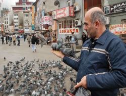 Güvercinleri Eliyle Besliyor