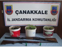 Evinde Saksıda Kenevir Yetiştiren Kişi Gözaltına Alındı