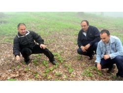 Kayın Sahalarında Gençleştirme Yapıldı