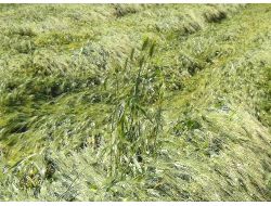 "Yağmur, Ekili Alanlarda Yüzde 30 Oranında Hasar Oluşturdu"