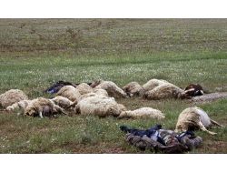 Çobanların Üzerine Yıldırım Düştü: 2 Ölü, 2 Yaralı
