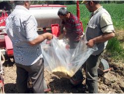 Aydıncık'ta Soya Fasulyesi Üretilecek